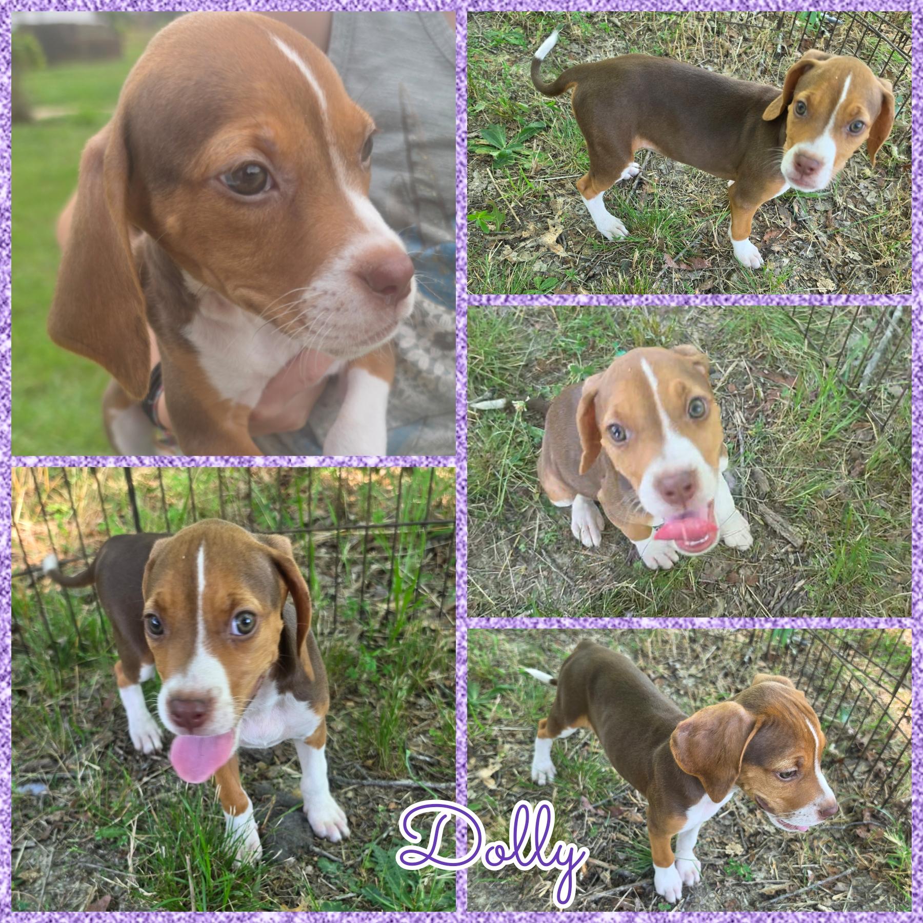 Dolly, a Adoptable mixed breed in Blacksburg, SC image 1/2