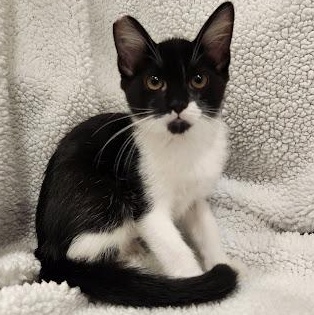 Enlarge Green Bean, a Adoptable mixed breed in Sacramento, CA image 2/5
