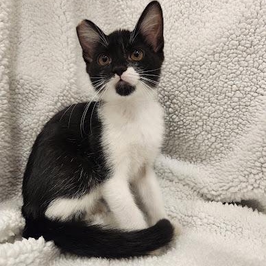Enlarge Green Bean, a Adoptable mixed breed in Sacramento, CA image 4/5