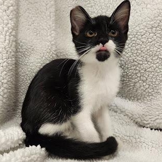 Enlarge Green Bean, a Adoptable mixed breed in Sacramento, CA image 5/5