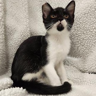 Enlarge Green Bean, a Adoptable mixed breed in Sacramento, CA image 3/5
