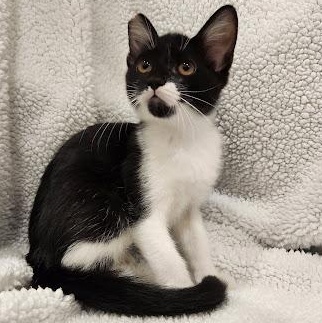 Green Bean, Adoptable, Kitten Female Tuxedo & Domestic Short Hair.