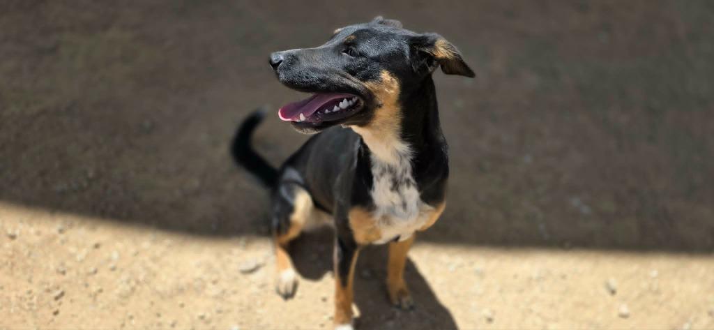 Enlarge Tess, a Adoptable mixed breed in California City, CA image 1/3