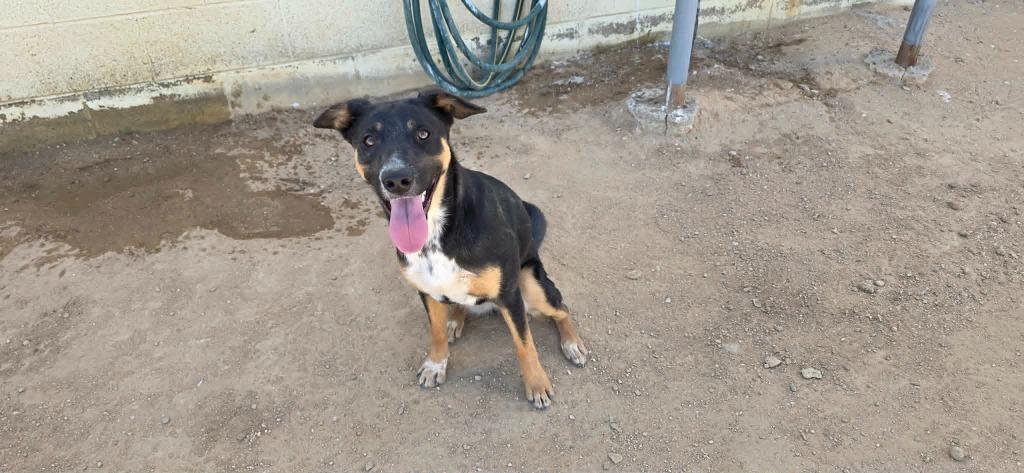 Enlarge Tess, a Adoptable mixed breed in California City, CA image 2/3