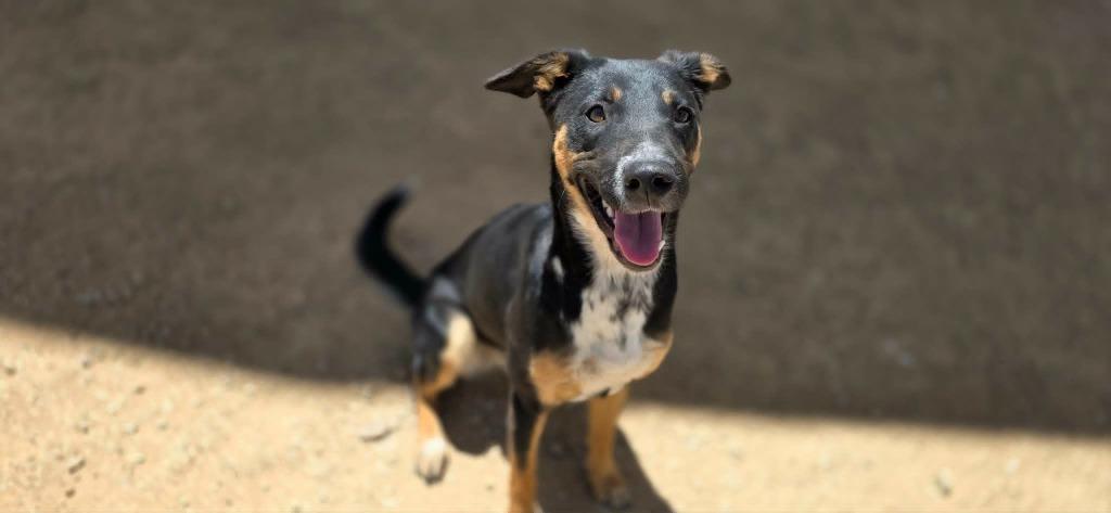 Enlarge Tess, a Adoptable mixed breed in California City, CA image 3/3