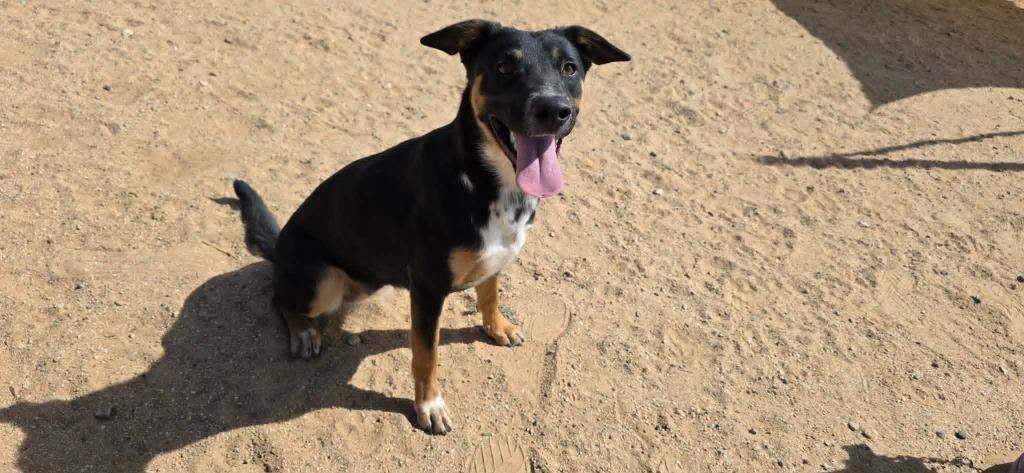 Tess, a Adoptable mixed breed in California City, CA image 3/5