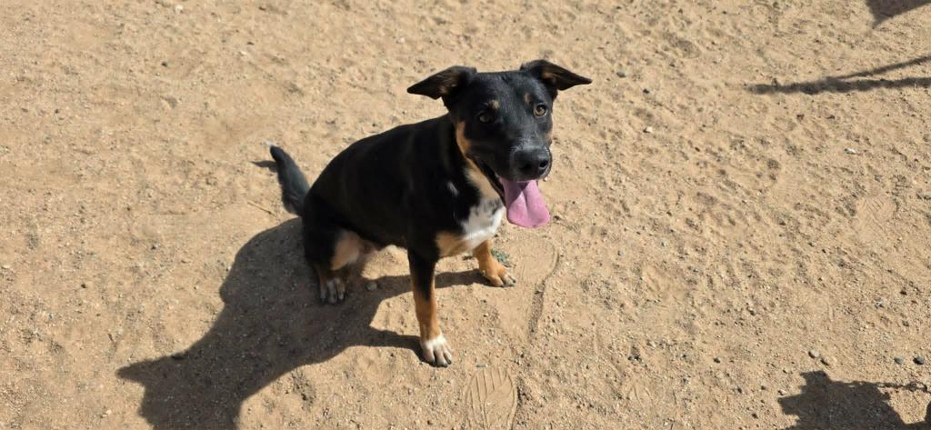 Tess, a Adoptable mixed breed in California City, CA image 4/5