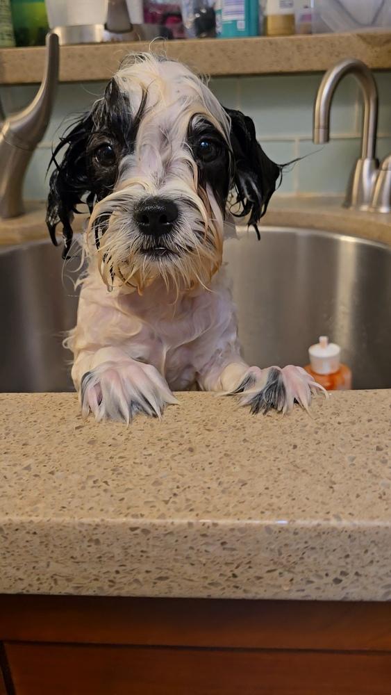 Mary-Kate, a Adopted mixed breed in Pacifica, CA image 1/2