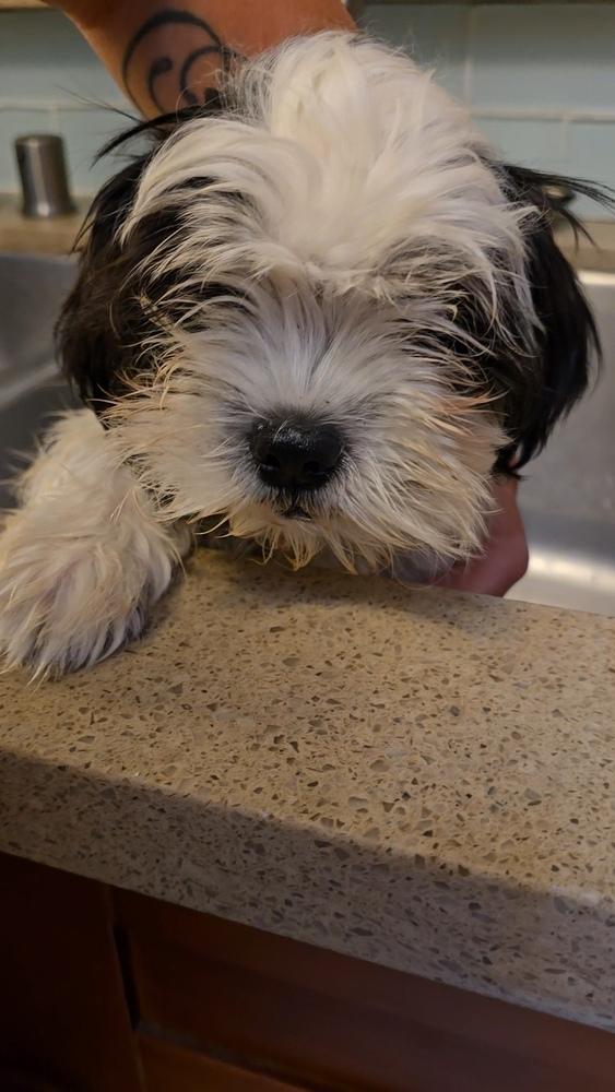 Mary-Kate, a Adopted mixed breed in Pacifica, CA image 2/2