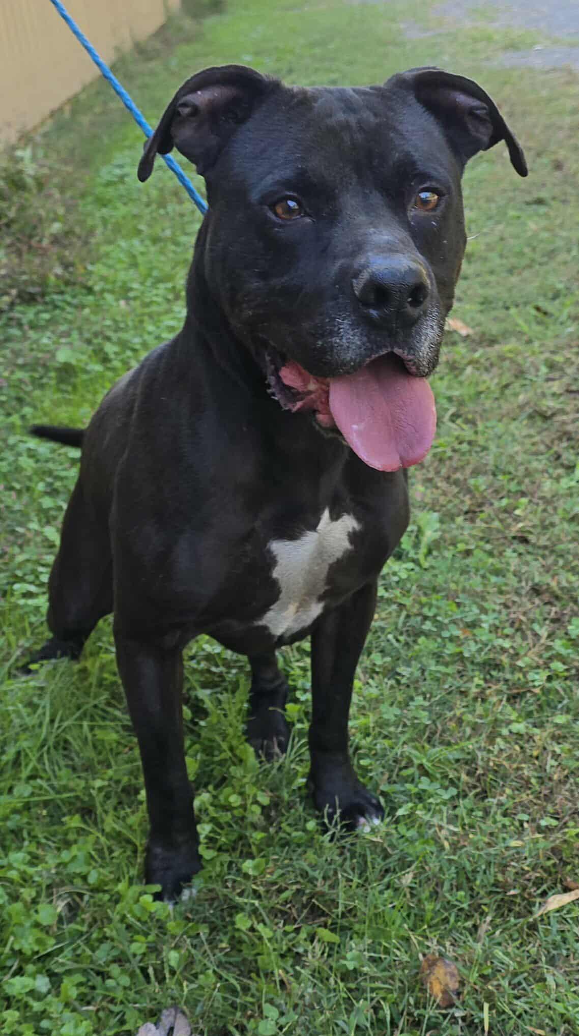 Enlarge Newman, a Adoptable mixed breed in Newport, TN image 2/6