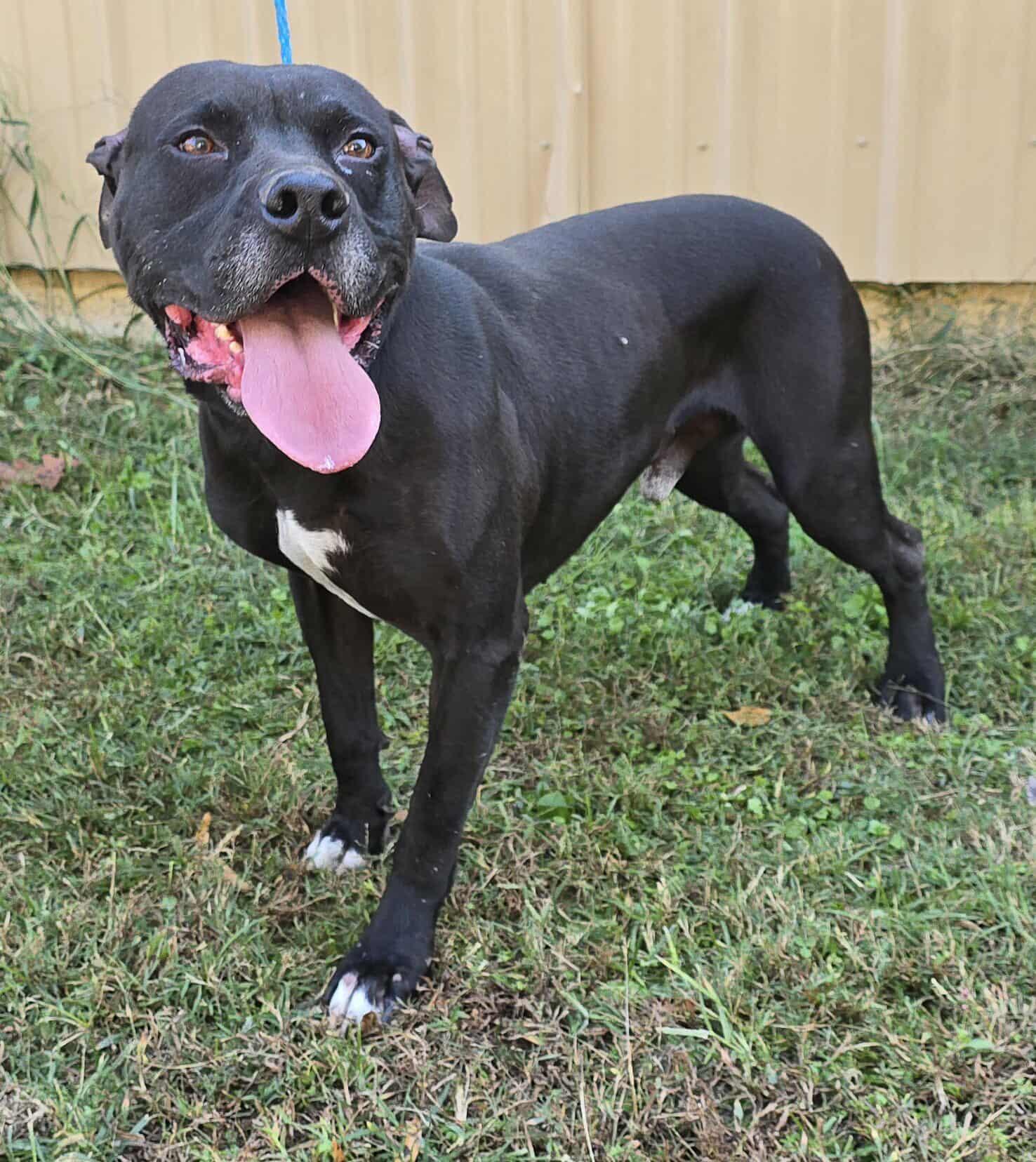 Enlarge Newman, a Adoptable mixed breed in Newport, TN image 3/6