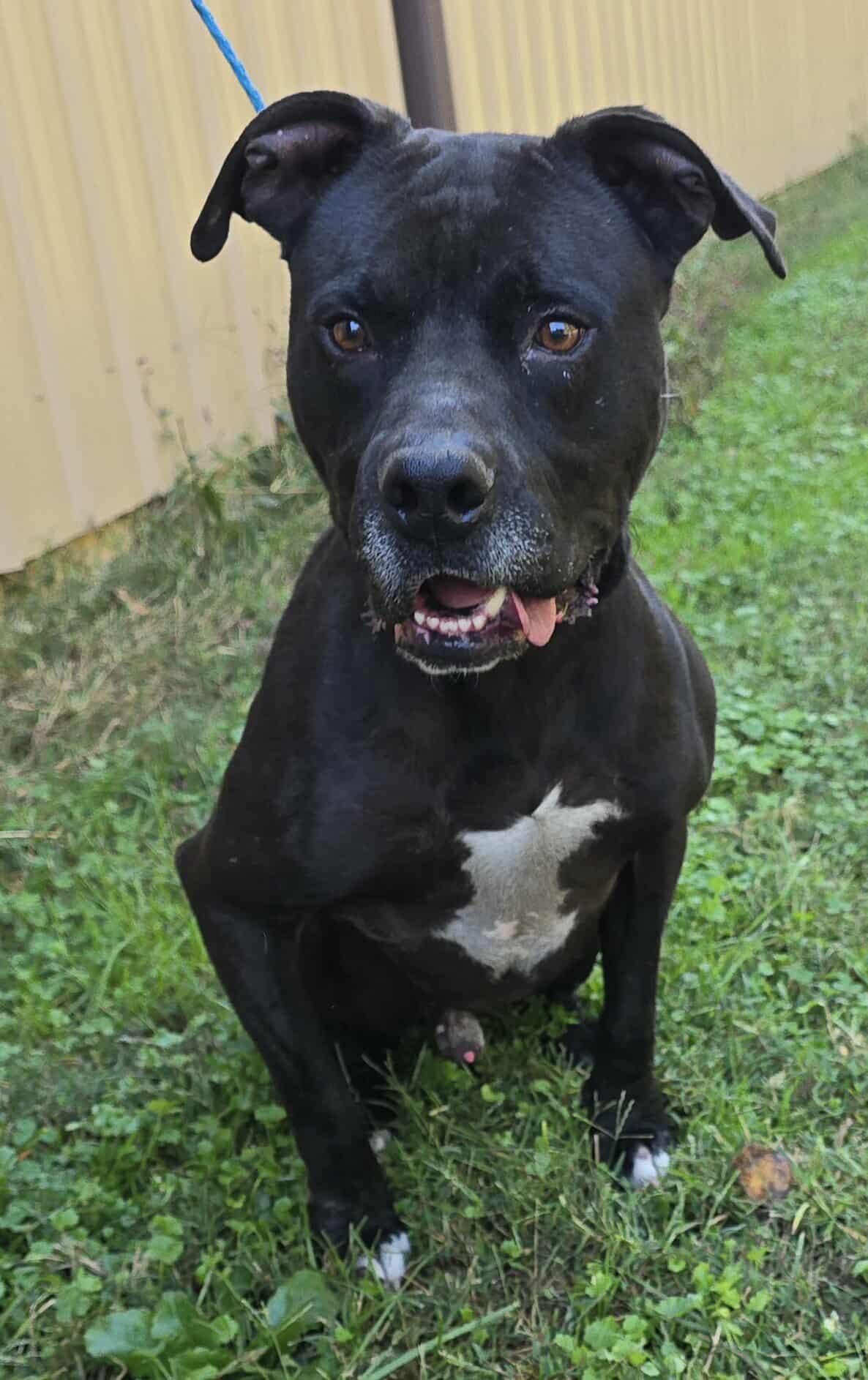 Enlarge Newman, a Adoptable mixed breed in Newport, TN image 4/6