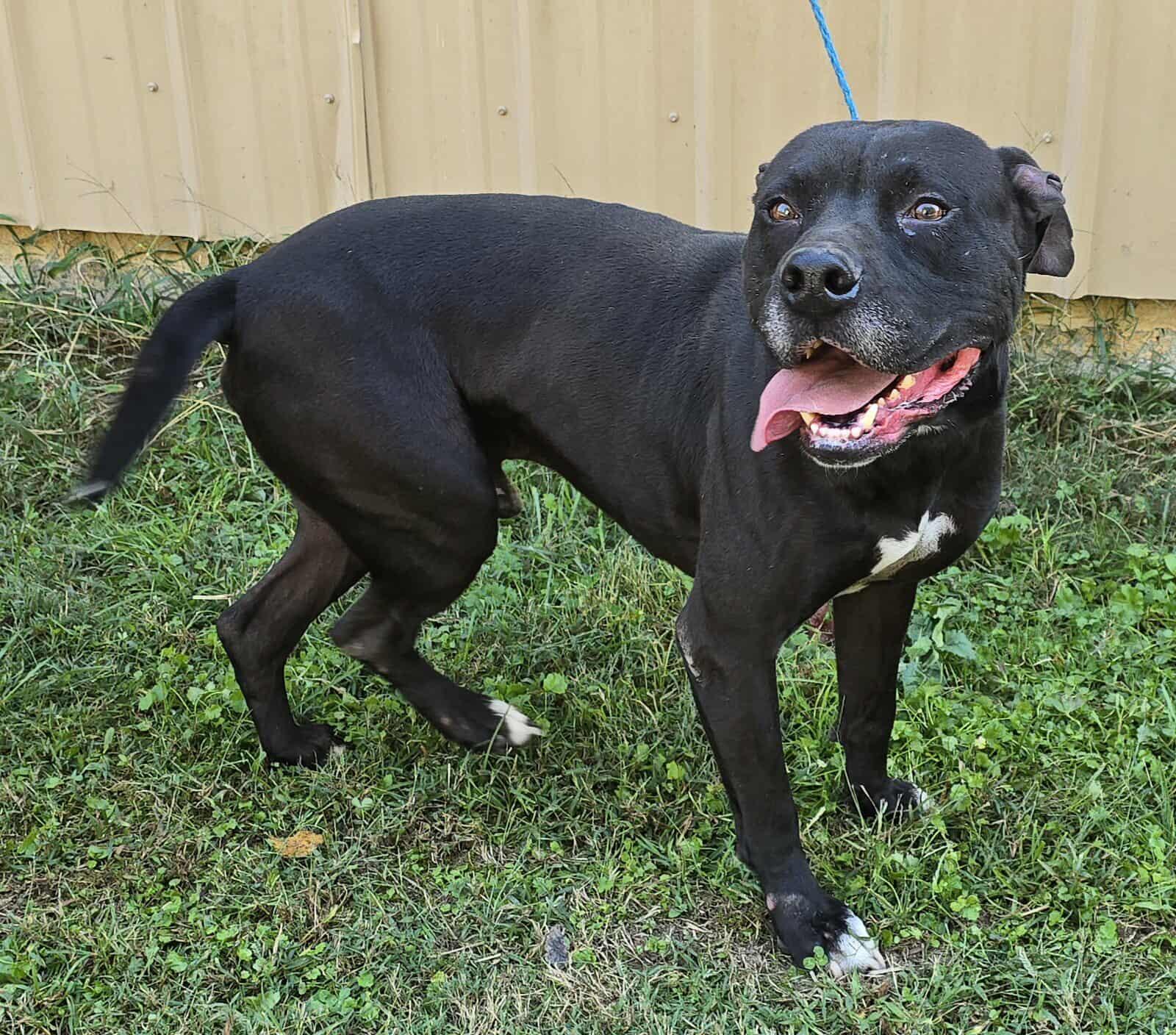 Enlarge Newman, a Adoptable mixed breed in Newport, TN image 5/6