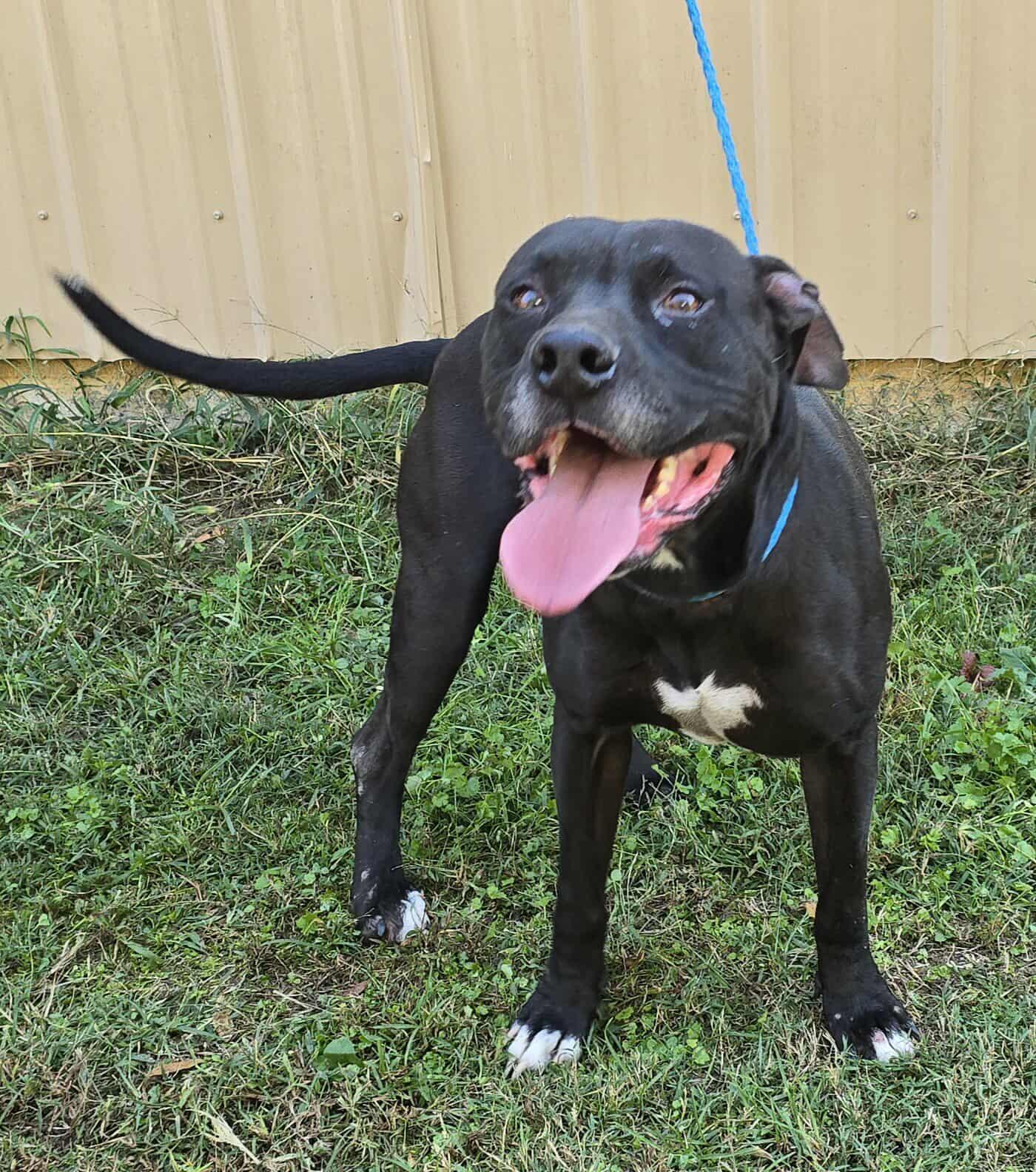 Enlarge Newman, a Adoptable mixed breed in Newport, TN image 6/6