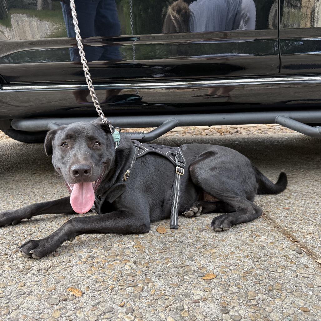 Bodhi, Adoptable, Young Male Labrador Retriever & Mixed Breed.