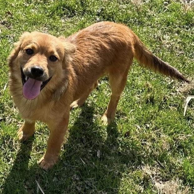 Enlarge Hendrix, an adopted mixed breed in Pittstown, NJ image 1/5