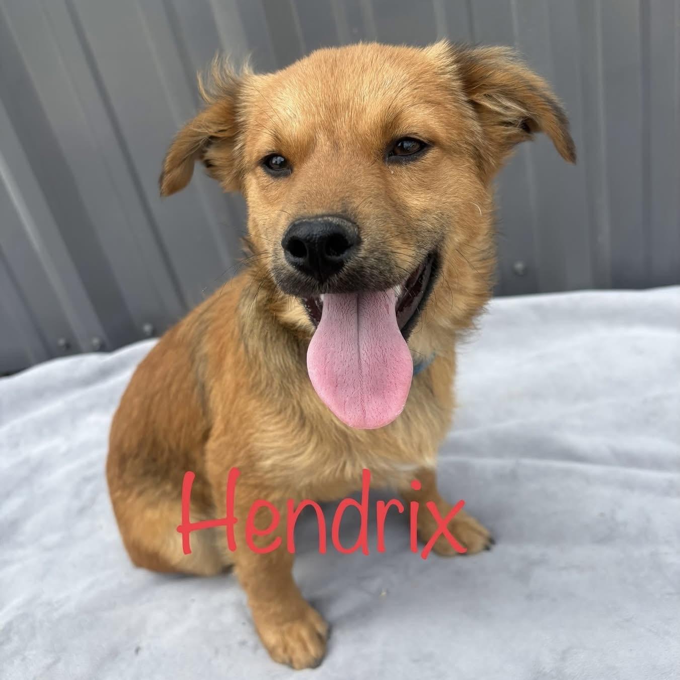 Enlarge Hendrix, an adopted mixed breed in Pittstown, NJ image 2/5