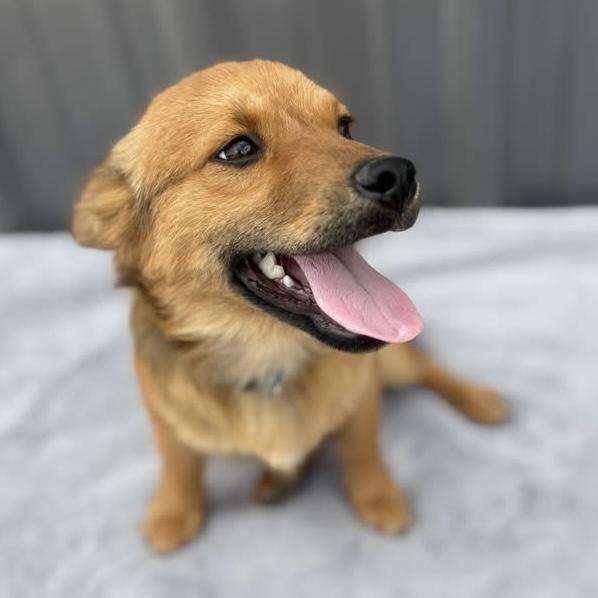 Enlarge Hendrix, an adopted mixed breed in Pittstown, NJ image 3/5