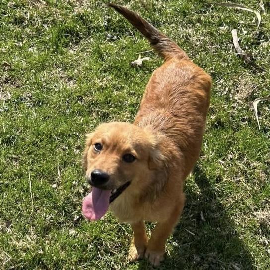 Enlarge Hendrix, an adopted mixed breed in Pittstown, NJ image 5/5