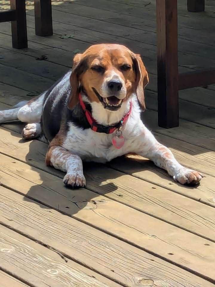 Enlarge Benny, a Adoptable Beagle in Clinton, MI image 1/3