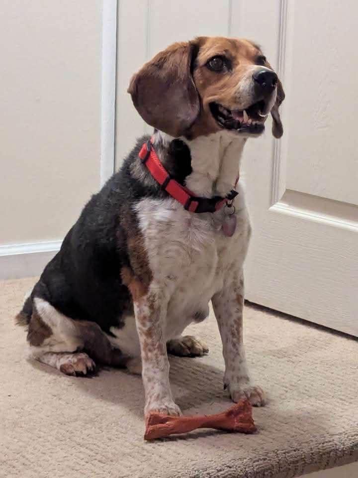 Enlarge Benny, a Adoptable Beagle in Clinton, MI image 2/3
