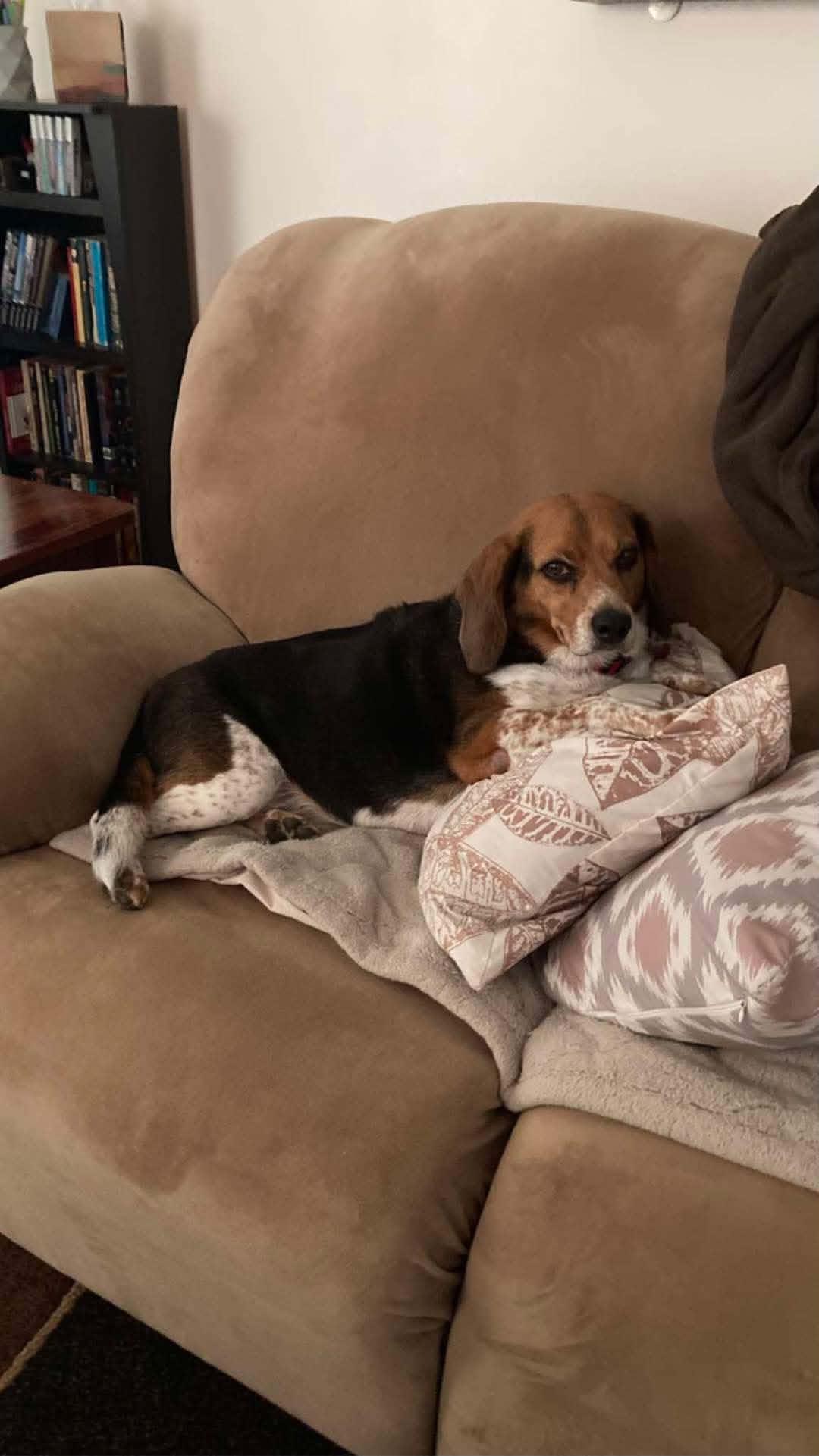Enlarge Benny, a Adoptable Beagle in Clinton, MI image 3/3