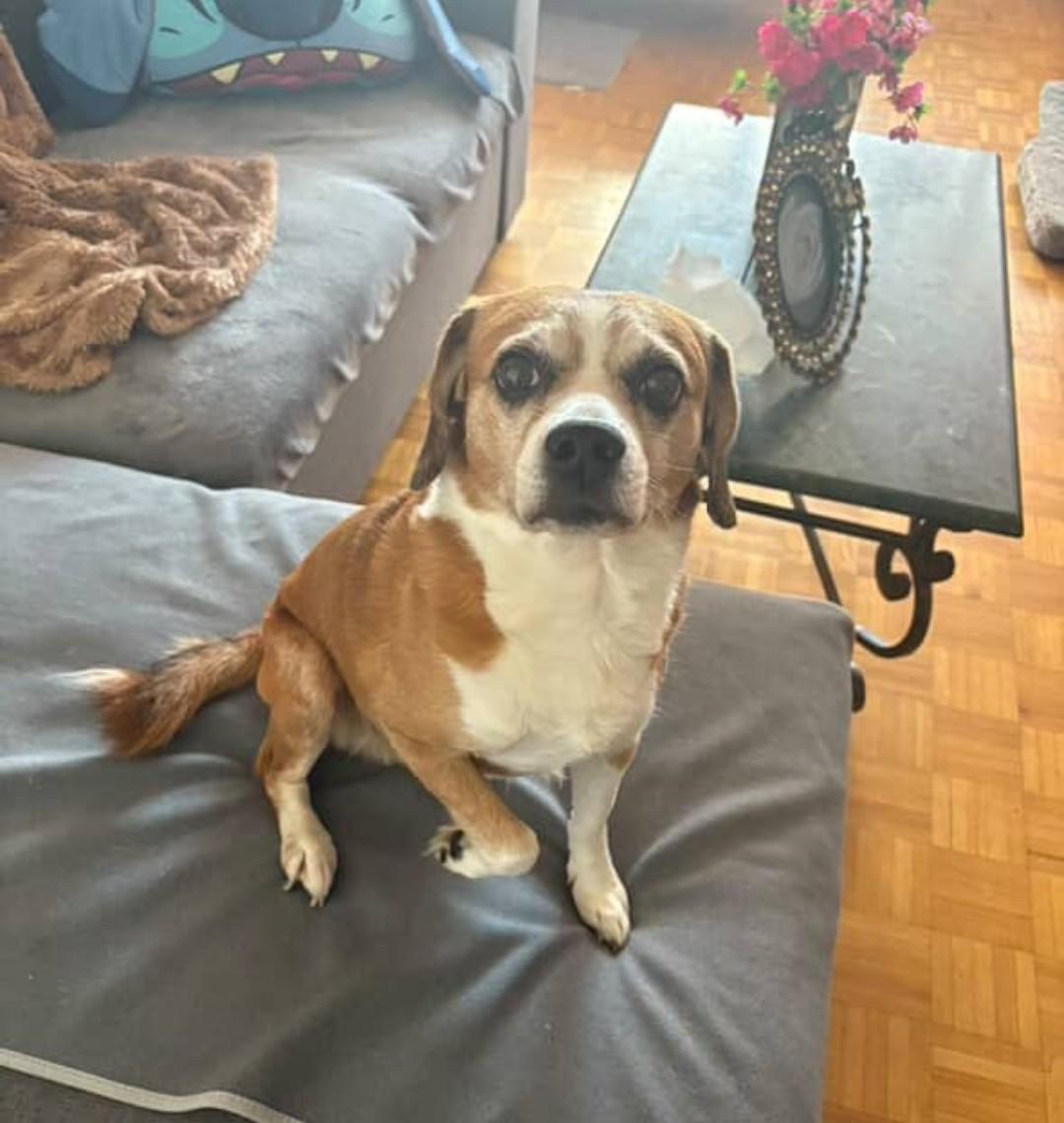 Enlarge Buster "Loves People", an adopted mixed breed in Toronto, ON image 5/5