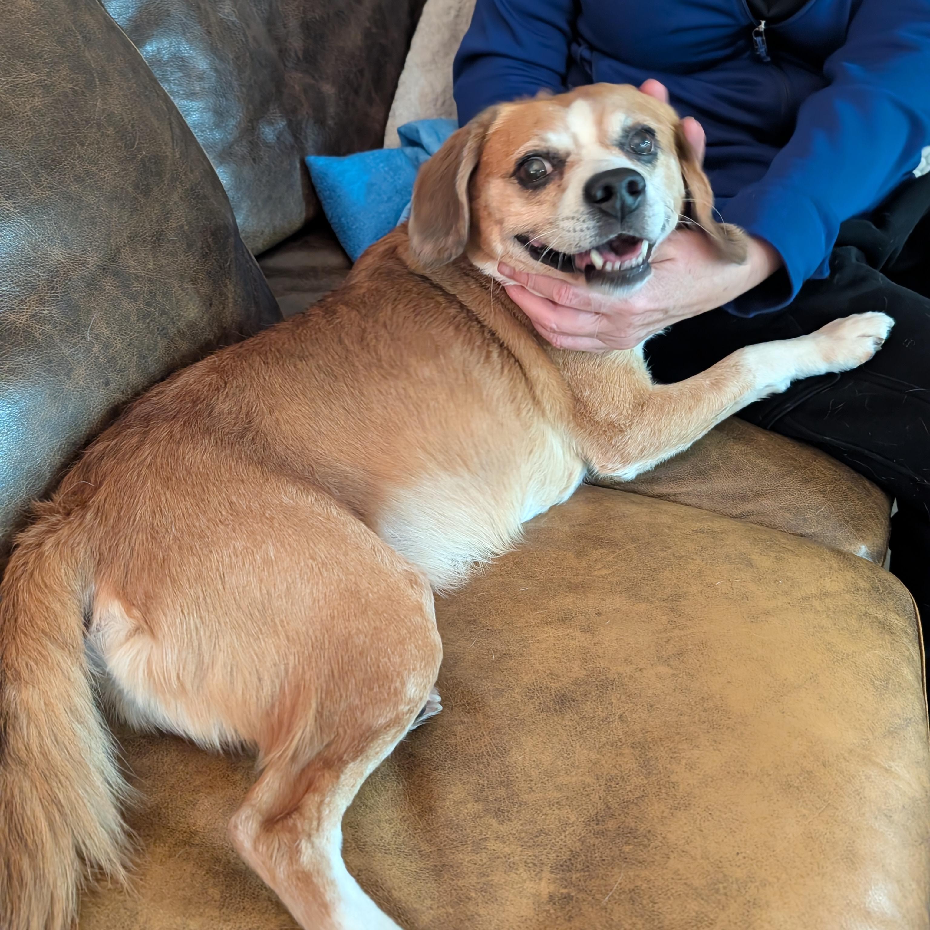 Enlarge Buster "Loves People", an adopted mixed breed in Toronto, ON image 3/5