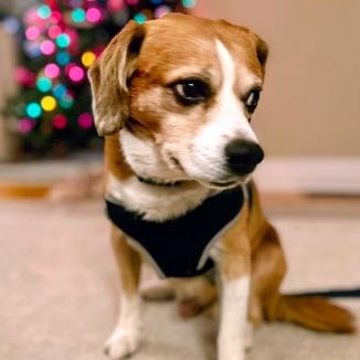 Enlarge Buster "Loves People", an adopted mixed breed in Toronto, ON image 2/5