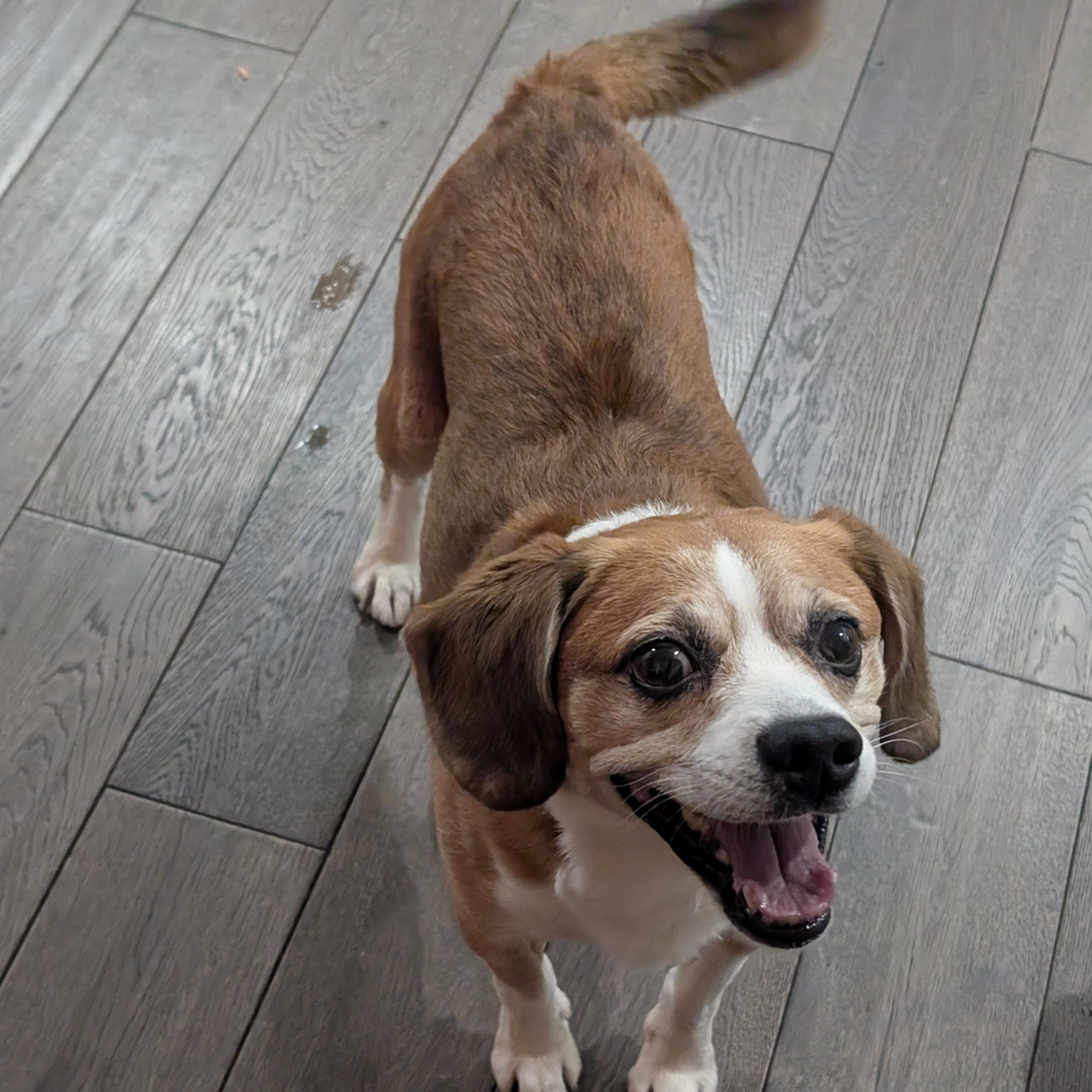 Enlarge Buster "Loves People", an adopted mixed breed in Toronto, ON image 4/5