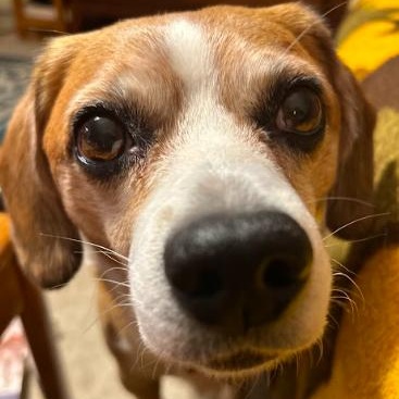 Enlarge Buster "Loves People", an adopted mixed breed in Toronto, ON image 1/5