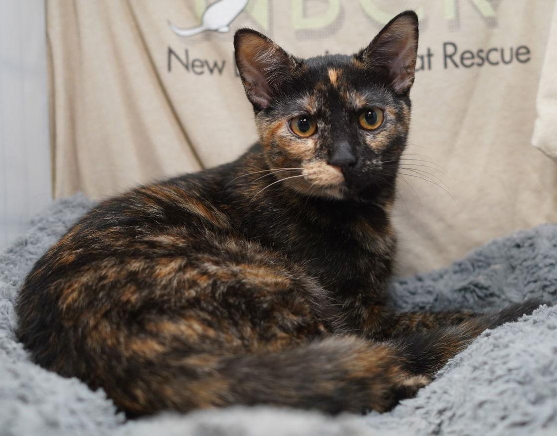 Tiramisu, Adoptable, Young Female Tortoiseshell.