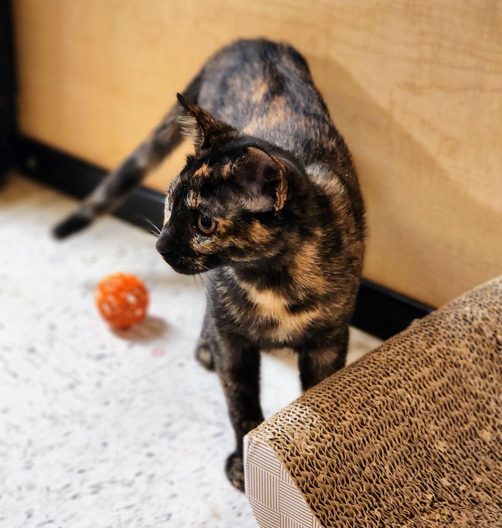 Enlarge Tiramisu, a Adoptable Tortoiseshell in Garland, TX image 2/3