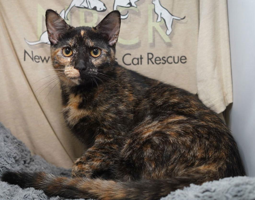 Enlarge Tiramisu, a Adoptable Tortoiseshell in Garland, TX image 3/3
