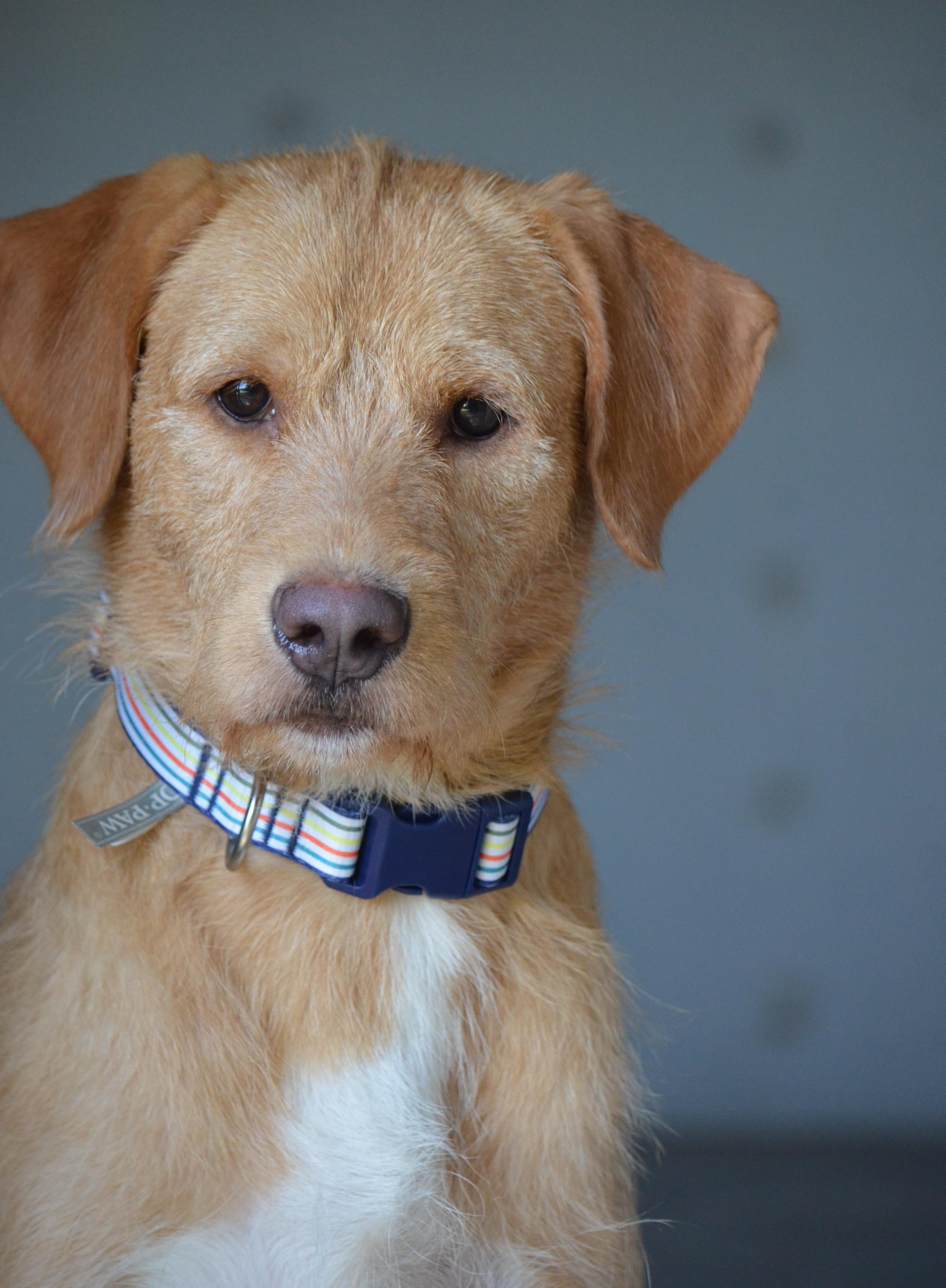 Enlarge Nacho, a ADOPTABLE mixed breed in Amissville, VA image 2/2