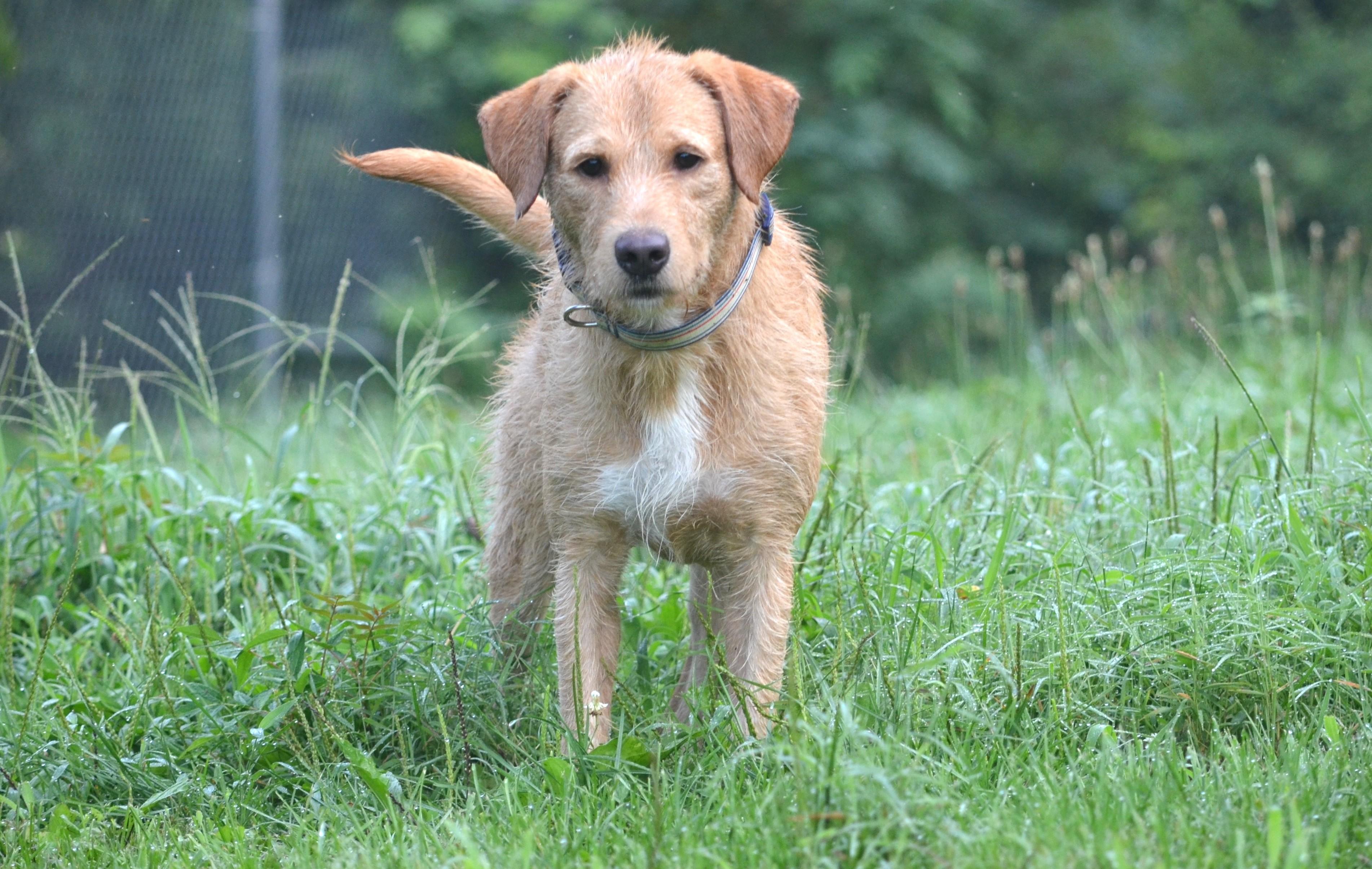 Nacho, ADOPTABLE, Young Male Labradoodle.