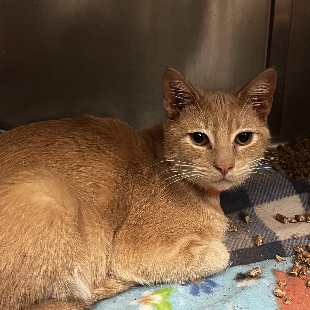 Gandalf, Adoptable, Young Male Domestic Short Hair.