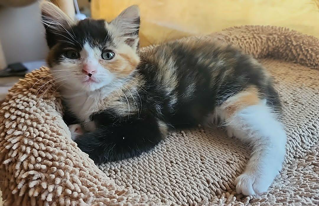Monet, ADOPTABLE, Young Female Domestic Medium Hair.