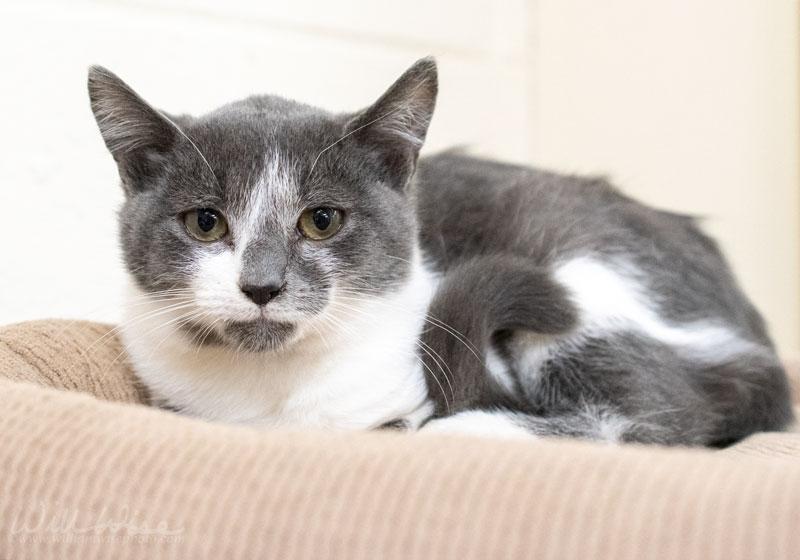 Dasher #21541, ADOPTABLE, Kitten Male Domestic Short Hair.