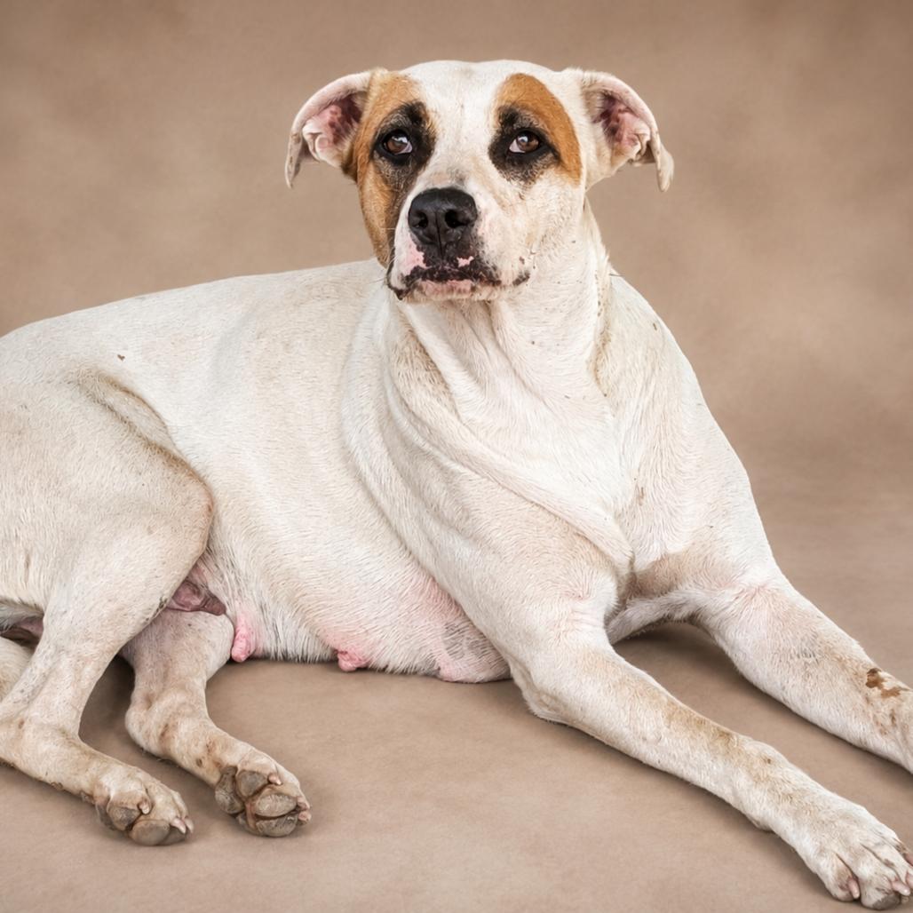 Enlarge Bonnie, a Adoptable mixed breed in Buchanan Dam, TX image 1/2