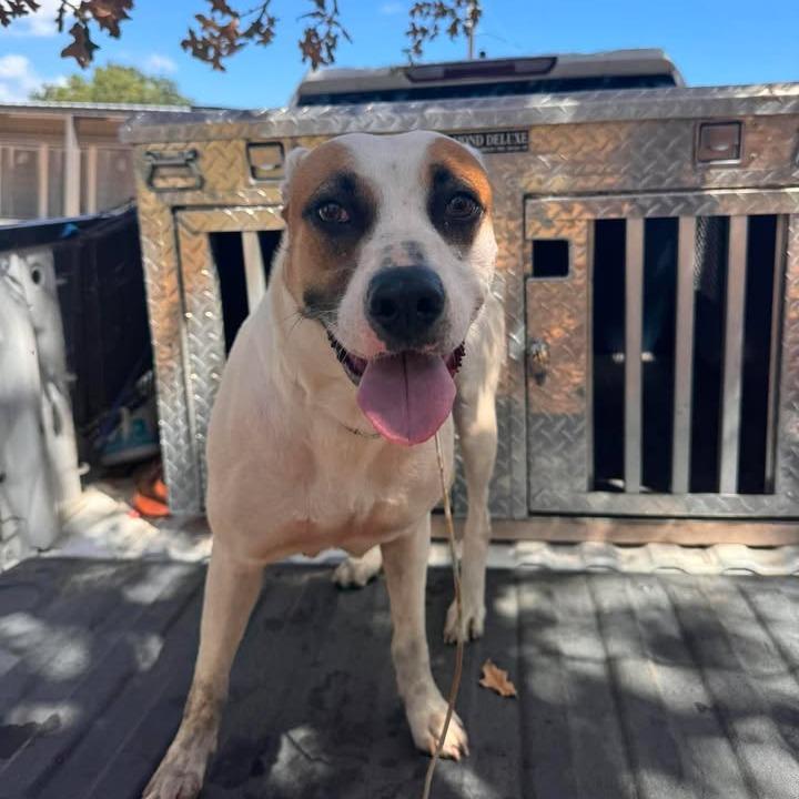 Enlarge Bonnie, a Adoptable mixed breed in Buchanan Dam, TX image 2/2
