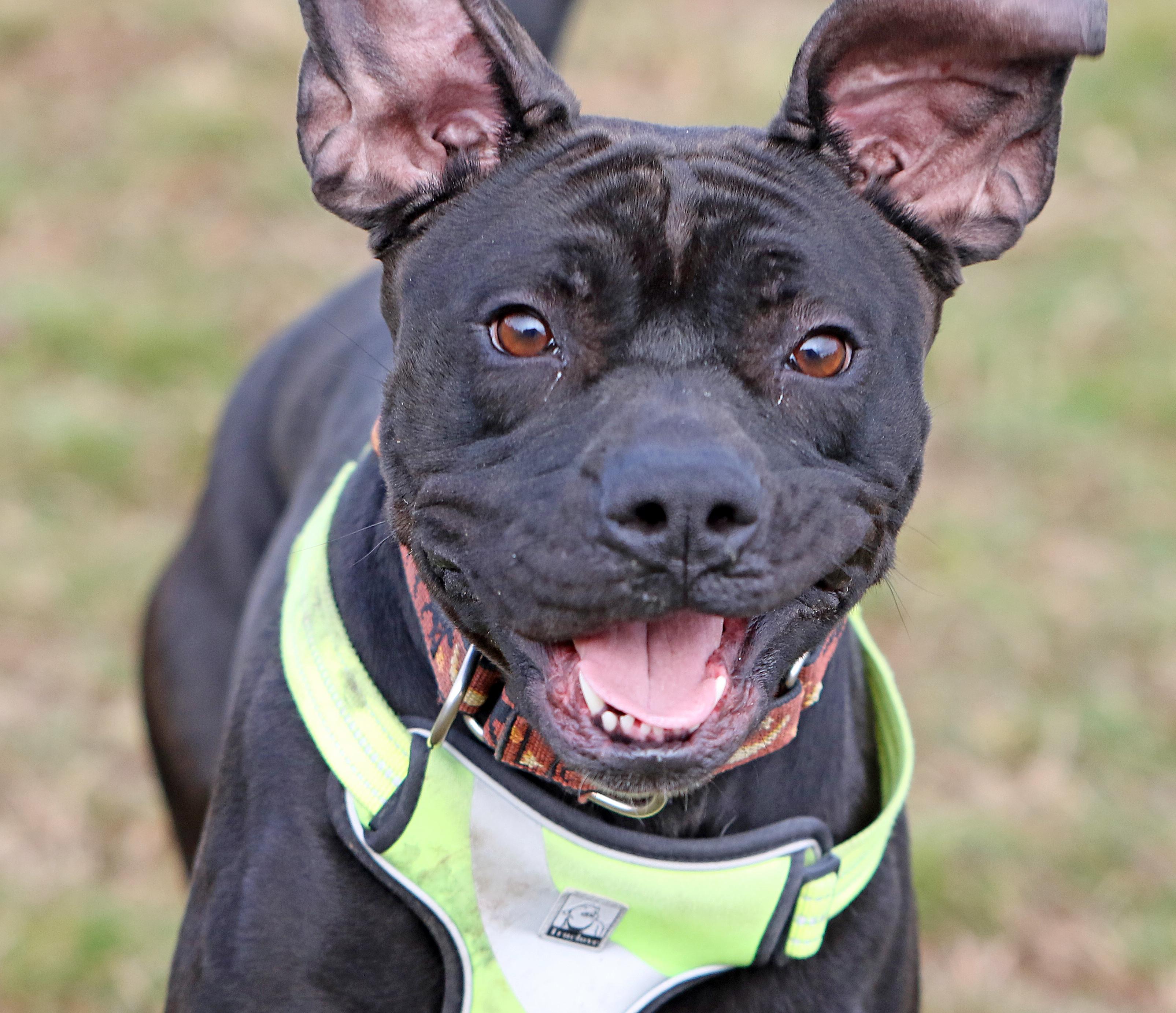 Enlarge Jasmine, a ADOPTABLE mixed breed in Penn Yan, NY image 1/1