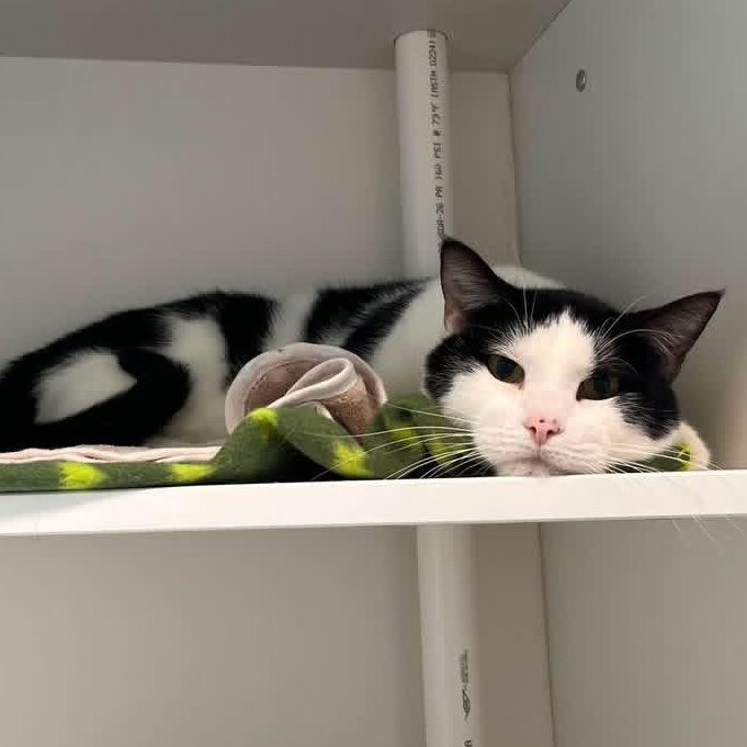 Sleet, a ADOPTABLE Domestic Short Hair in Evanston, IL image 1/2