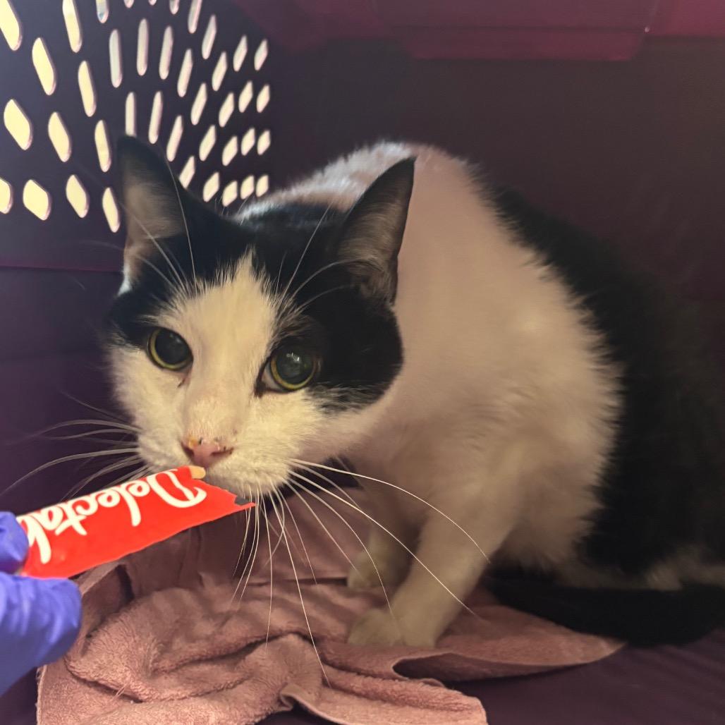 Sleet, a ADOPTABLE Domestic Short Hair in Evanston, IL image 2/2