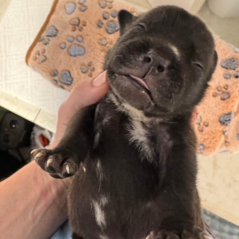 Enlarge ARCHIBALD BRIDGERTON, a Adoptable American Staffordshire Terrier in lawton, OK image 2/5