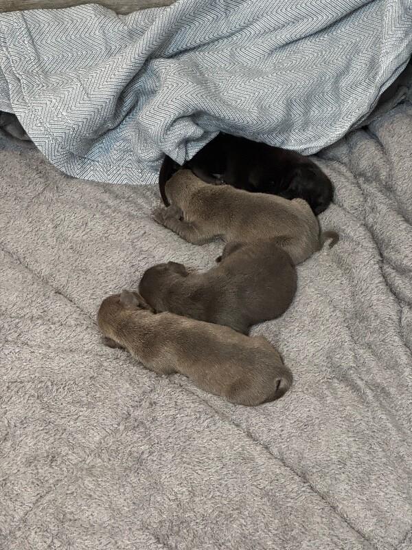 Enlarge ARCHIBALD BRIDGERTON, a Adoptable American Staffordshire Terrier in lawton, OK image 3/5