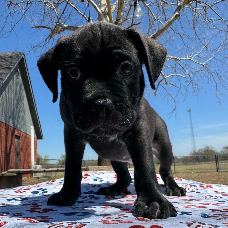 Enlarge ARCHIBALD BRIDGERTON, a Adoptable American Staffordshire Terrier in lawton, OK image 4/5