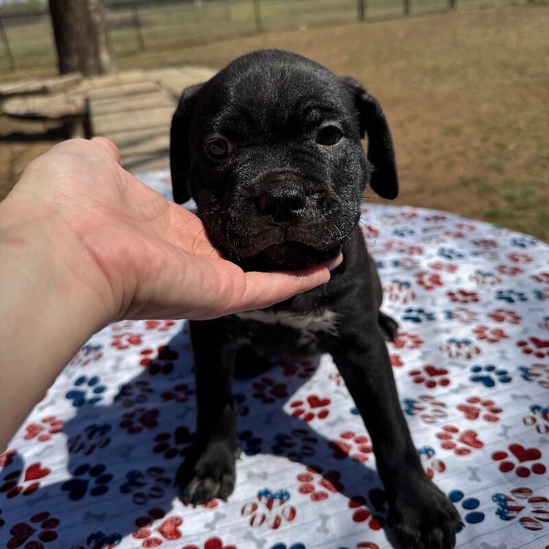 Enlarge ARCHIBALD BRIDGERTON, a Adoptable American Staffordshire Terrier in lawton, OK image 5/5