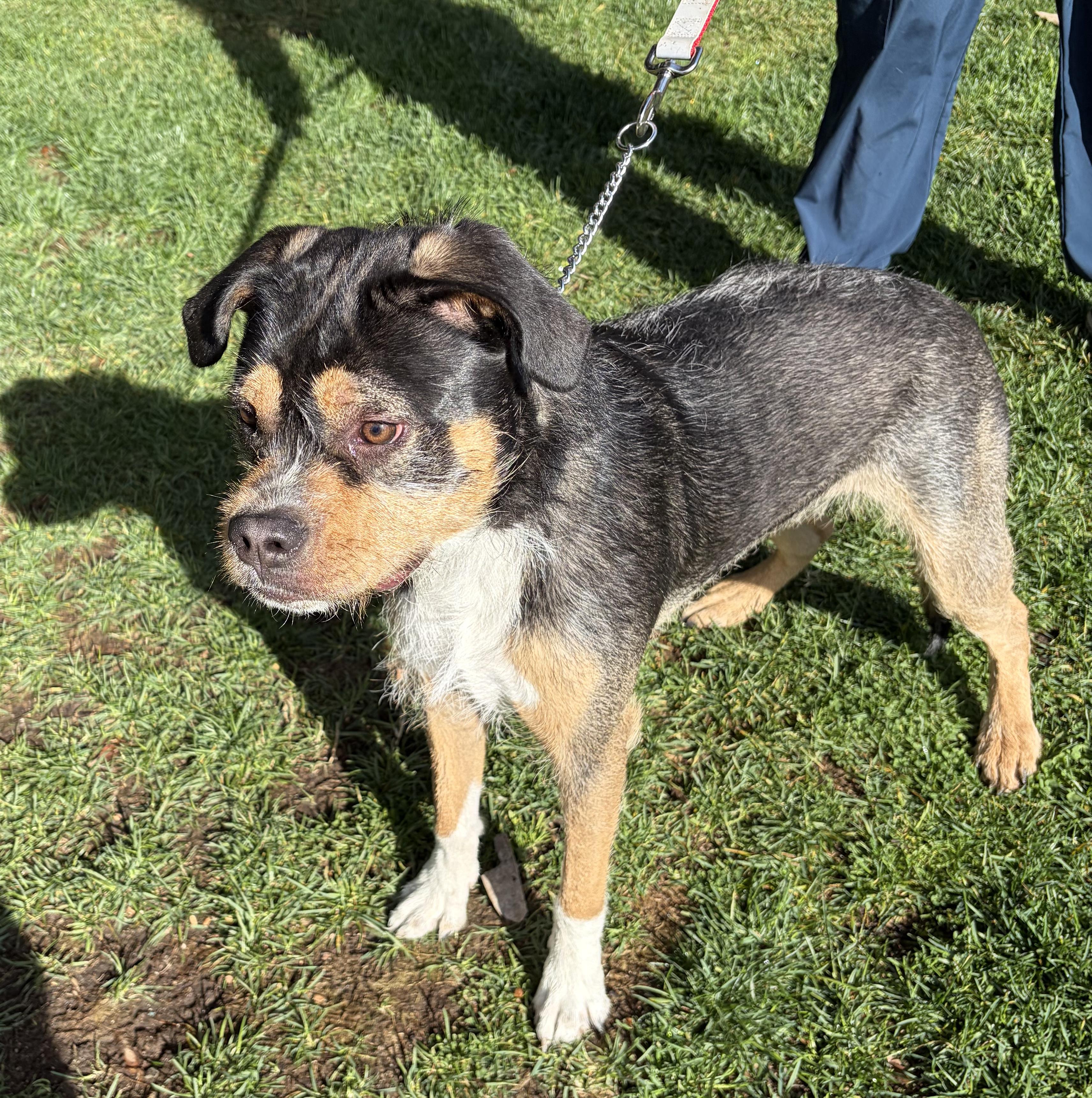 Enlarge Winnie, an adopted mixed breed in Penryn, CA image 1/1