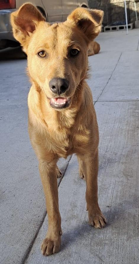 Byron, a Adoptable mixed breed in San Diego, CA image 2/4